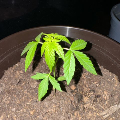 Godzilla Cookies Auto growlog timeline photo