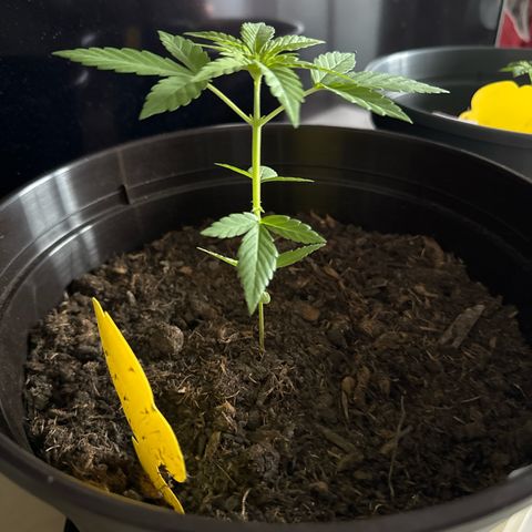 Godzilla Cookies Auto growlog timeline photo