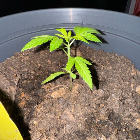 Purple Juice Auto growlog timeline photo