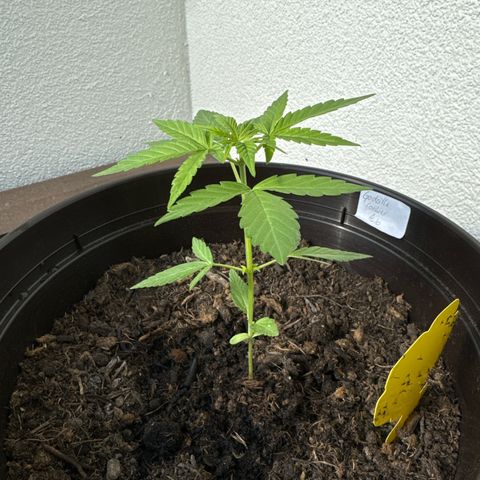 Godzilla Cookies Auto growlog timeline photo