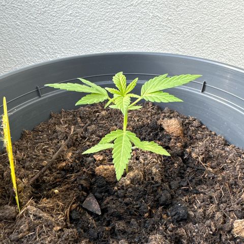 Purple Juice Auto growlog timeline photo