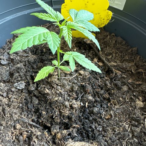 Purple Juice Auto growlog timeline photo