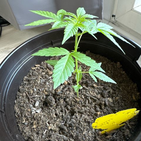 Godzilla Cookies Auto growlog timeline photo