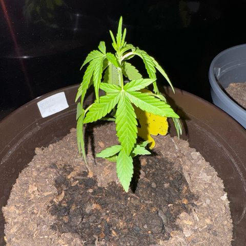 Godzilla Cookies Auto growlog timeline photo