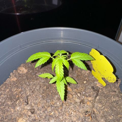 Purple Juice Auto growlog timeline photo