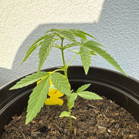 Godzilla Cookies Auto growlog timeline photo