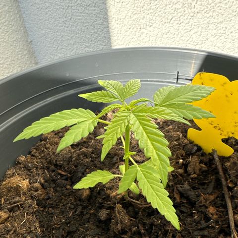 Purple Juice Auto growlog timeline photo