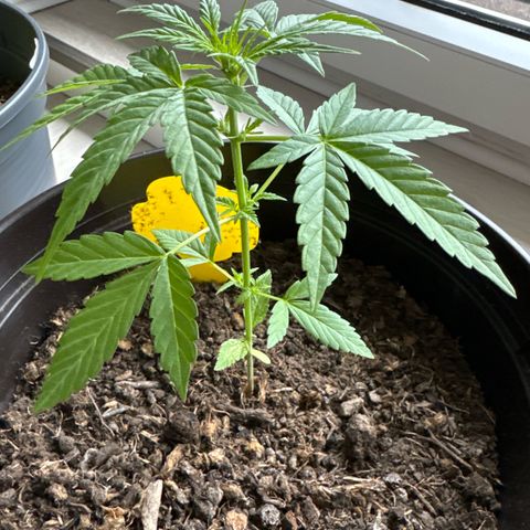 Godzilla Cookies Auto growlog timeline photo