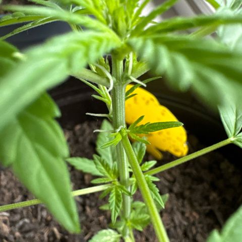 Godzilla Cookies Auto growlog timeline photo