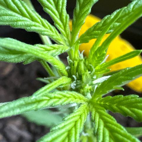 Godzilla Cookies Auto growlog timeline photo