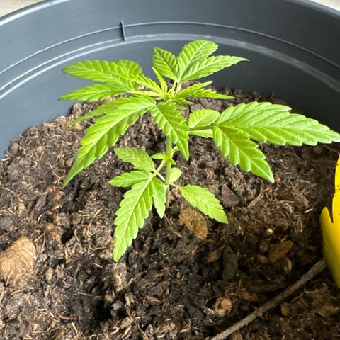 Purple Juice Auto growlog photo: Is a little bit behind and growing slower