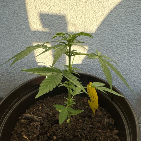 Godzilla Cookies Auto growlog timeline photo
