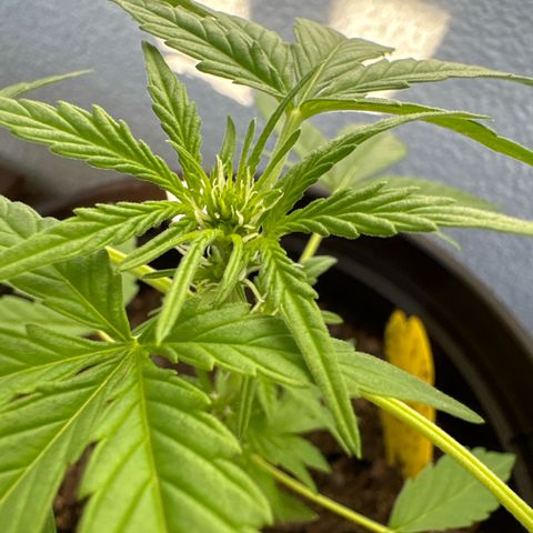 Godzilla Cookies Auto growlog timeline photo