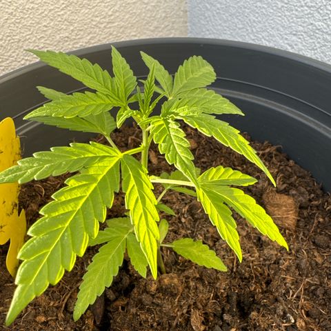 Purple Juice Auto growlog timeline photo