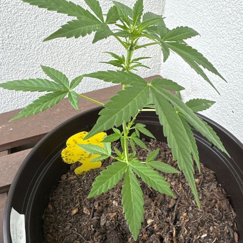 Godzilla Cookies Auto growlog timeline photo