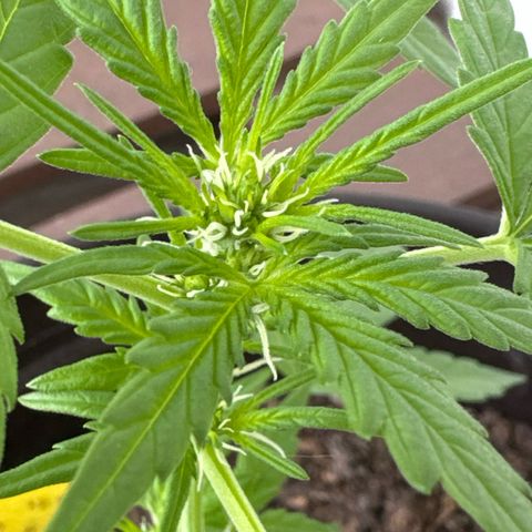 Godzilla Cookies Auto growlog timeline photo