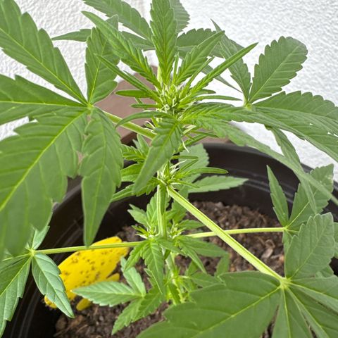 Godzilla Cookies Auto growlog timeline photo