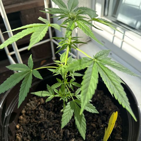 Godzilla Cookies Auto growlog timeline photo