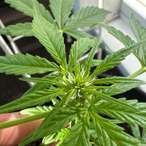 Godzilla Cookies Auto growlog timeline photo