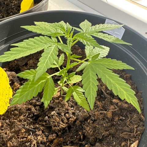 Purple Juice Auto growlog timeline photo