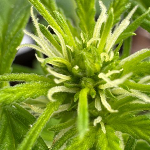Godzilla Cookies Auto growlog timeline photo