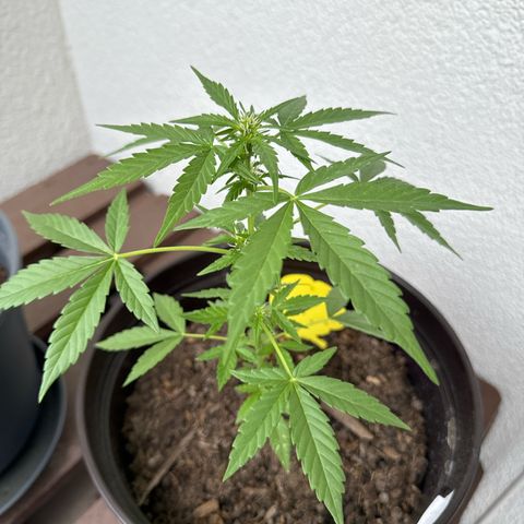 Godzilla Cookies Auto growlog timeline photo