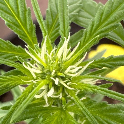 Godzilla Cookies Auto growlog timeline photo