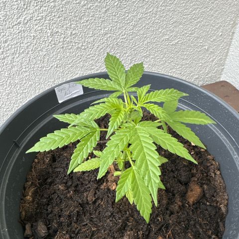 Purple Juice Auto growlog timeline photo