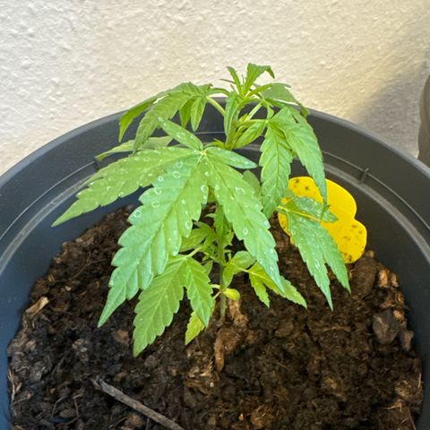 Purple Juice Auto growlog timeline photo