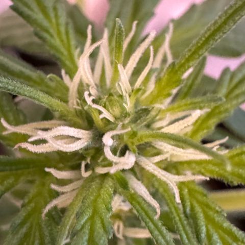 Godzilla Cookies Auto growlog timeline photo