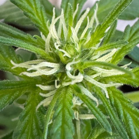 Godzilla Cookies Auto growlog timeline photo