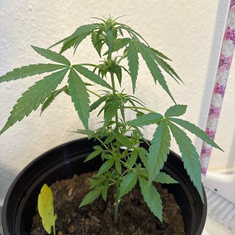 Godzilla Cookies Auto growlog timeline photo
