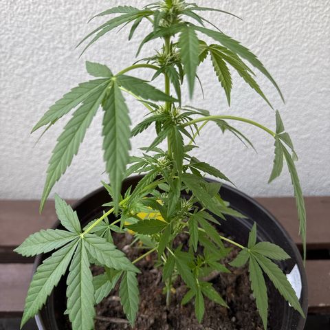 Godzilla Cookies Auto growlog timeline photo