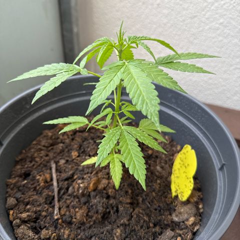 Purple Juice Auto growlog timeline photo