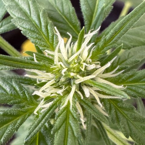 Godzilla Cookies Auto growlog timeline photo