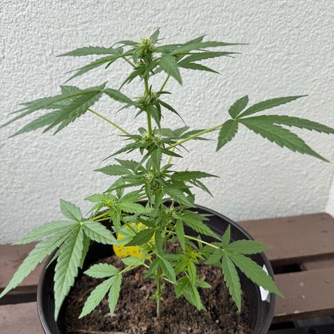 Godzilla Cookies Auto growlog timeline photo