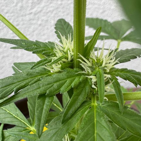 Godzilla Cookies Auto growlog timeline photo