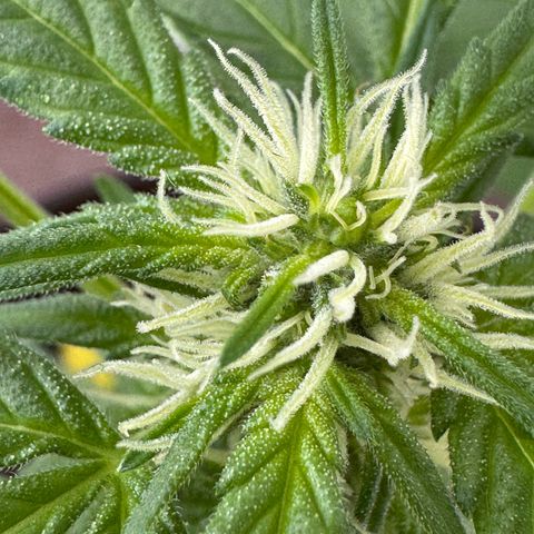Godzilla Cookies Auto growlog timeline photo