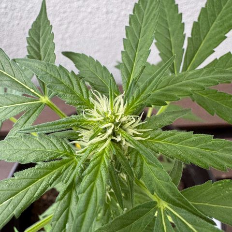 Godzilla Cookies Auto growlog timeline photo