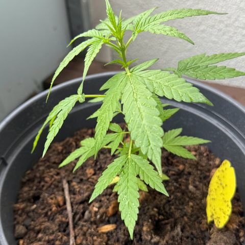 Purple Juice Auto growlog timeline photo