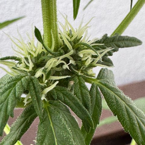 Godzilla Cookies Auto growlog timeline photo