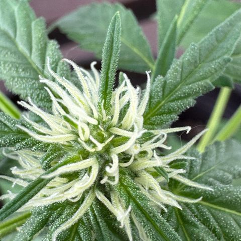 Godzilla Cookies Auto growlog timeline photo