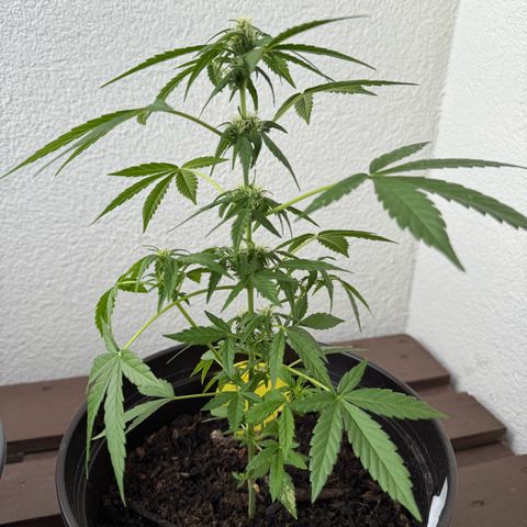 Godzilla Cookies Auto growlog timeline photo