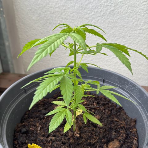 Purple Juice Auto growlog timeline photo