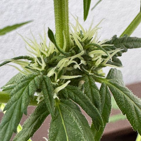 Godzilla Cookies Auto growlog timeline photo