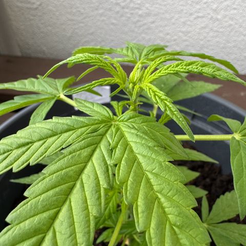 Purple Juice Auto growlog timeline photo