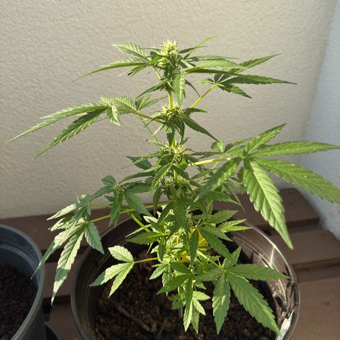 Godzilla Cookies Auto growlog timeline photo