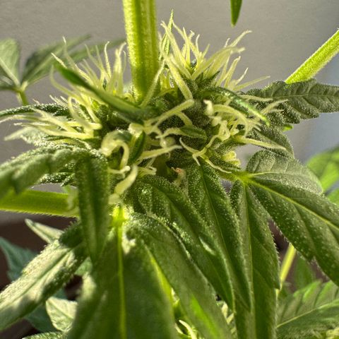 Godzilla Cookies Auto growlog timeline photo