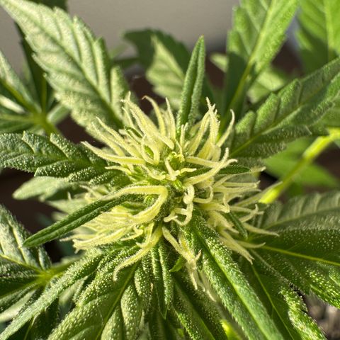 Godzilla Cookies Auto growlog timeline photo