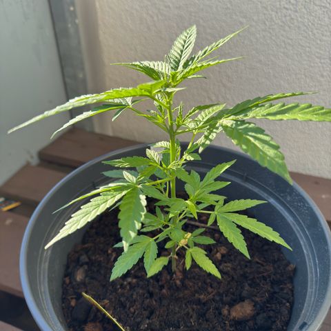 Purple Juice Auto growlog timeline photo
